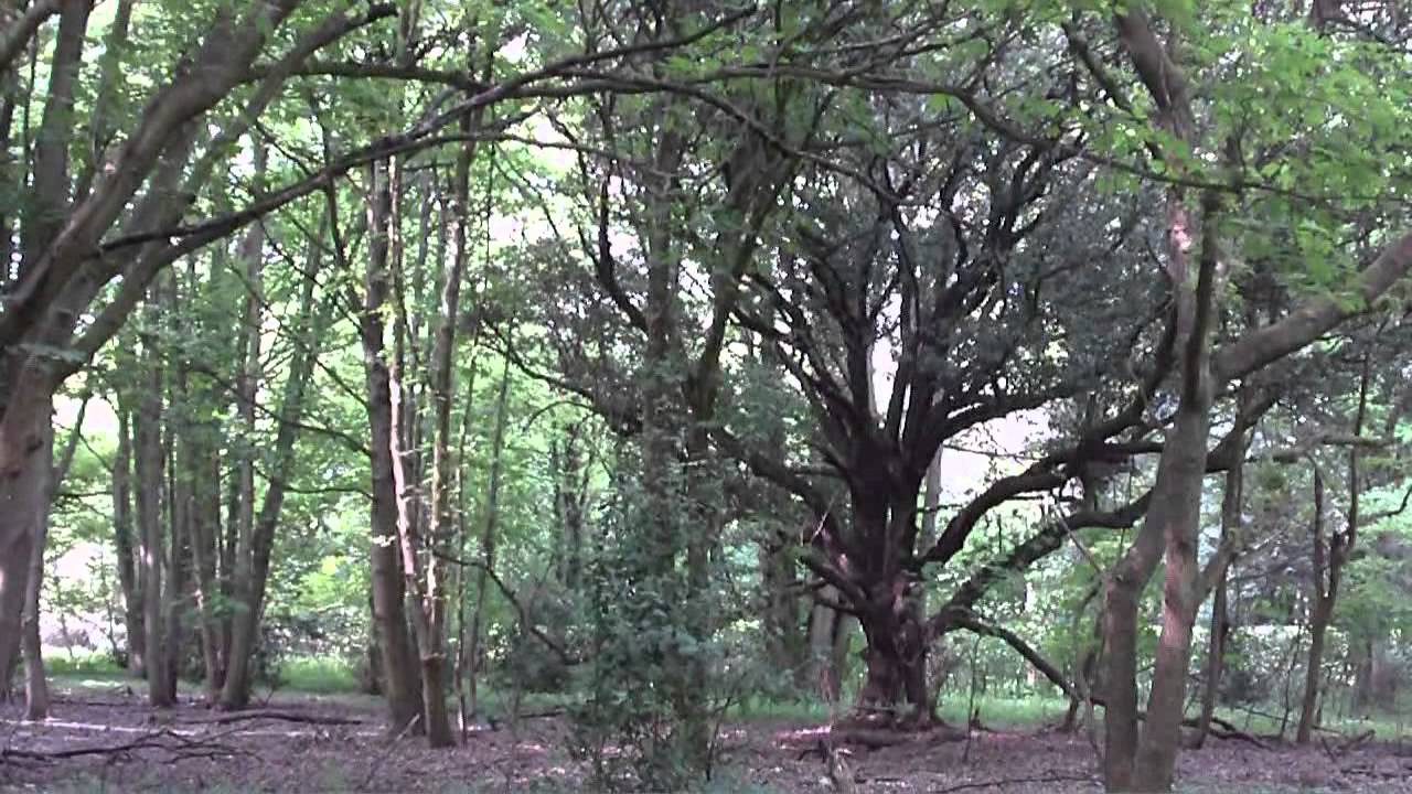 Ian Neal - The Way Through the Woods