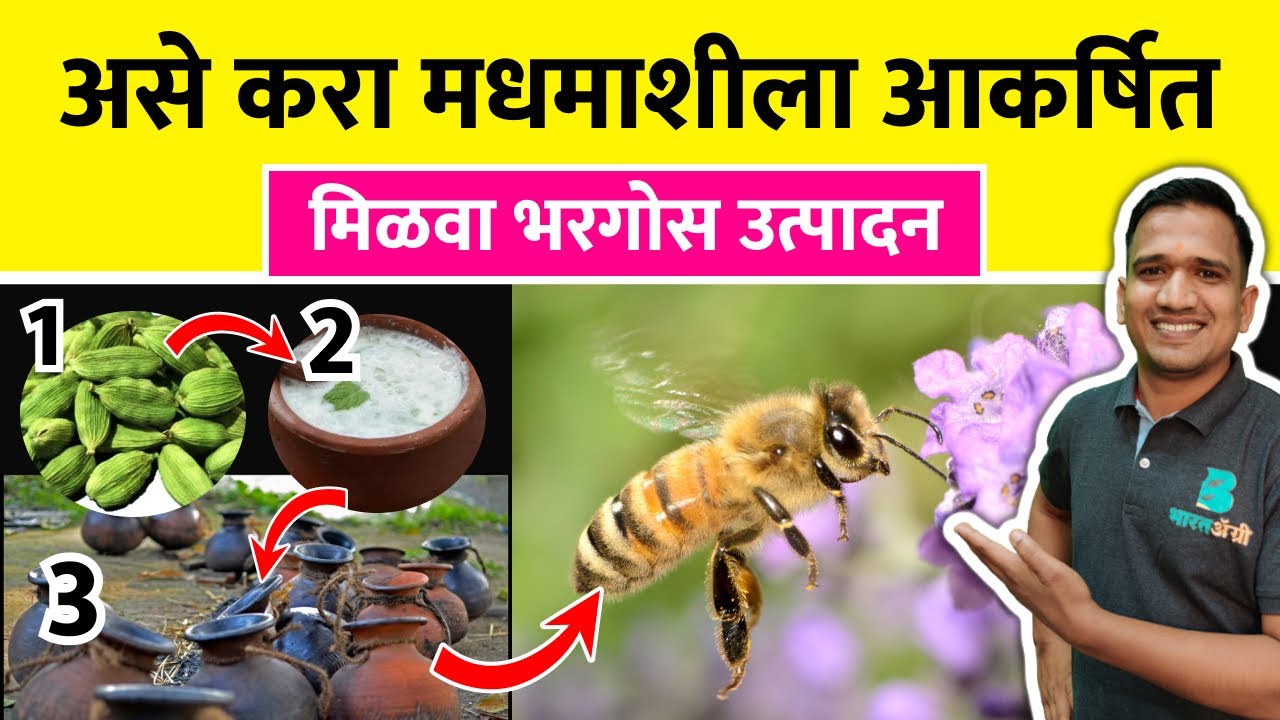 असे करा मधमाशीला आकर्षित आणि मिळवा भरगोस उत्पादन