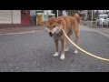 柴犬イチロープラスチック噛み噛み