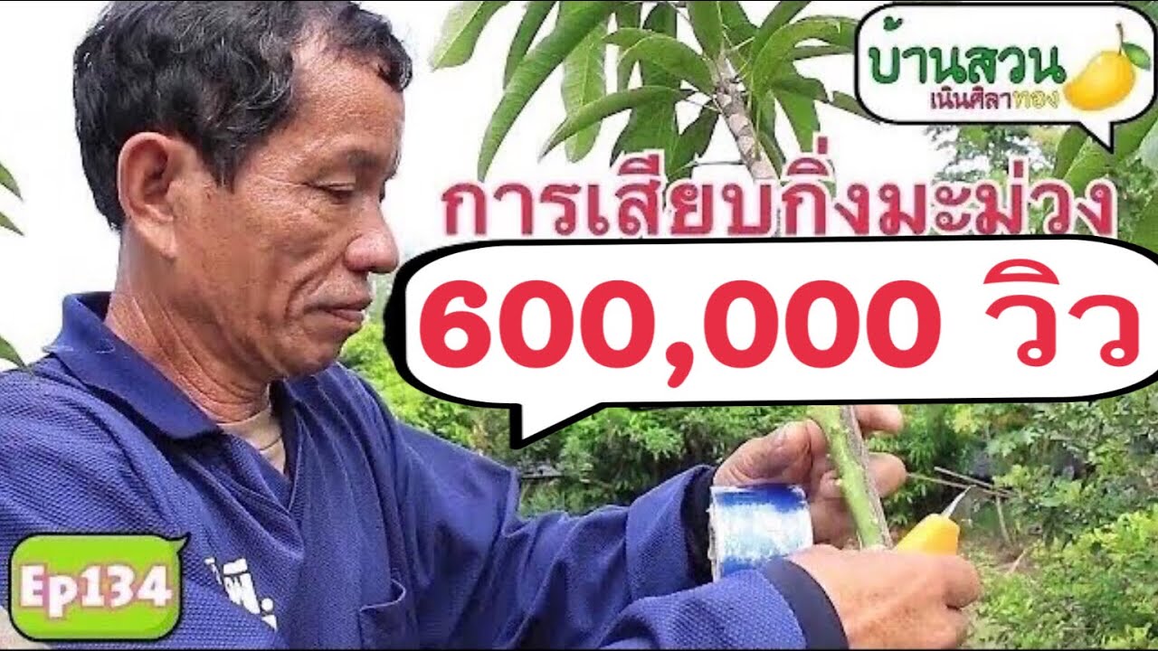 การเสียบกิ่งมะม่วง แบบง่ายๆ ให้มีหลายสายพันธุ์ในต้นเดียว