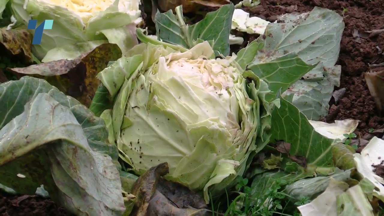 Kрави на слобода,жители на протест, штети растат, а надлежни не го решаваат проблемот во К. Паланка