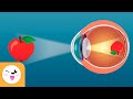 How Our Eyes Work? - Senses for Kids