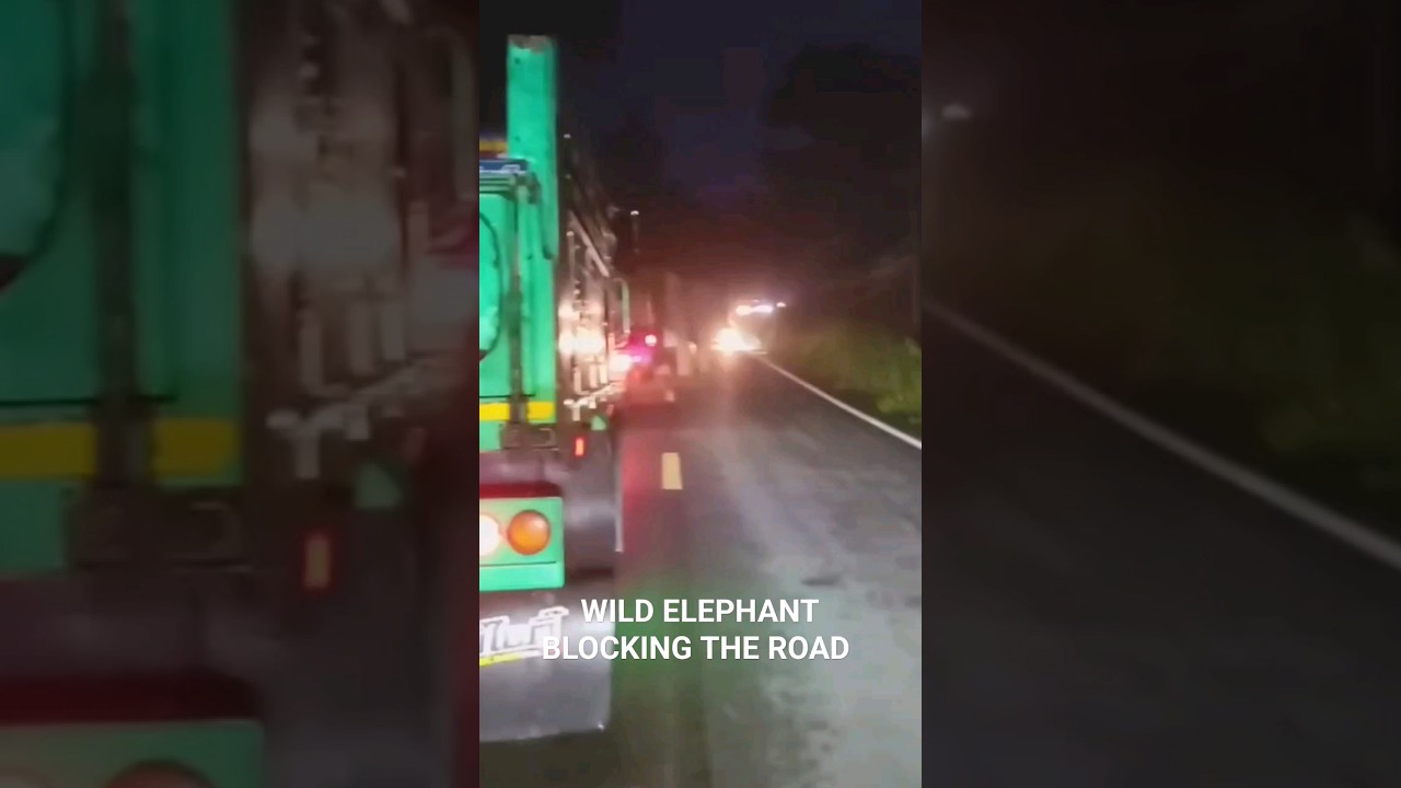 Was it okay to throw bangers at it ? 🐘 YouTube