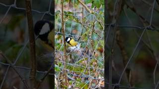 Nistmaterial #shortsvideo #birds #vogel #fz2000 #nature #birdsounds #naturdoku #kohlmeise