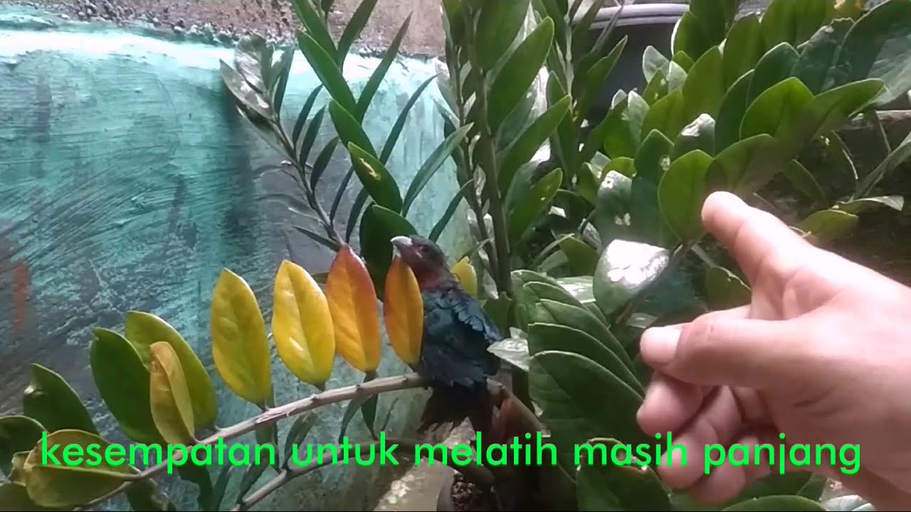 Terapi Jinak Burung Kadalan Birah || Chestnut-breasted malkoha 