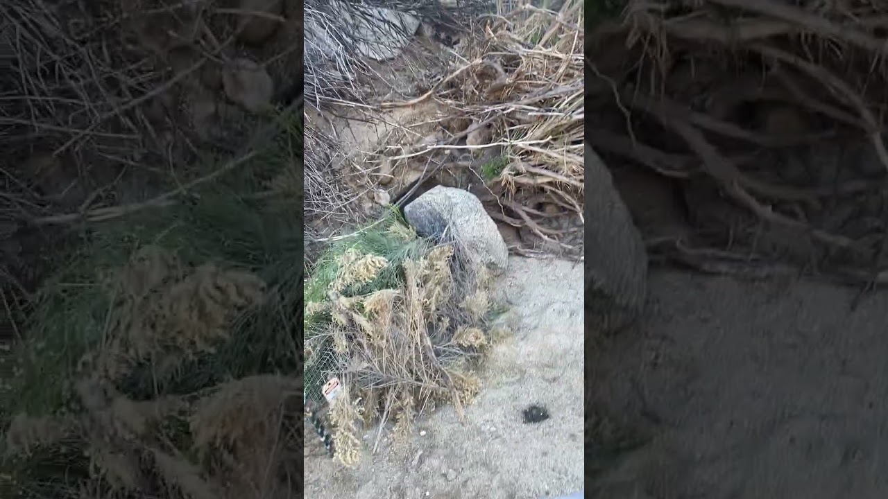 Bobcat cage refusals