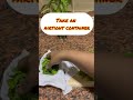 How To Store Mint Leaves | Storage Ideas| #kitchentips#kitchenhacks#shorts#short#tips#subscribe#fypシ