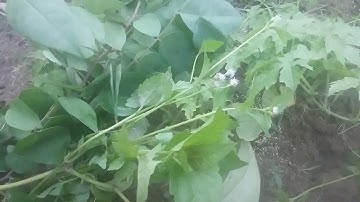 Bài thuốc trị ngứa từ bài thuốc dân gian