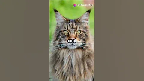 Watch the video about 5 Fun Facts About Giant Cats! #facts #shortvideo #animals #cats #shorts #cat #short