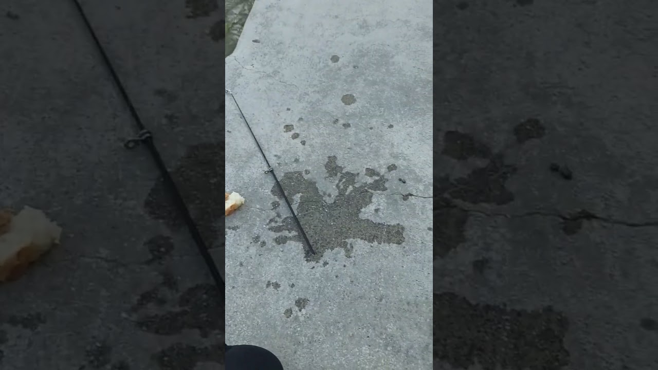 Pêche au pain avec la MINI canne !!