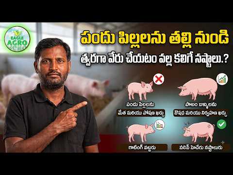 Disadvantages of Weaning Piglets Too Early | Eagle Agro