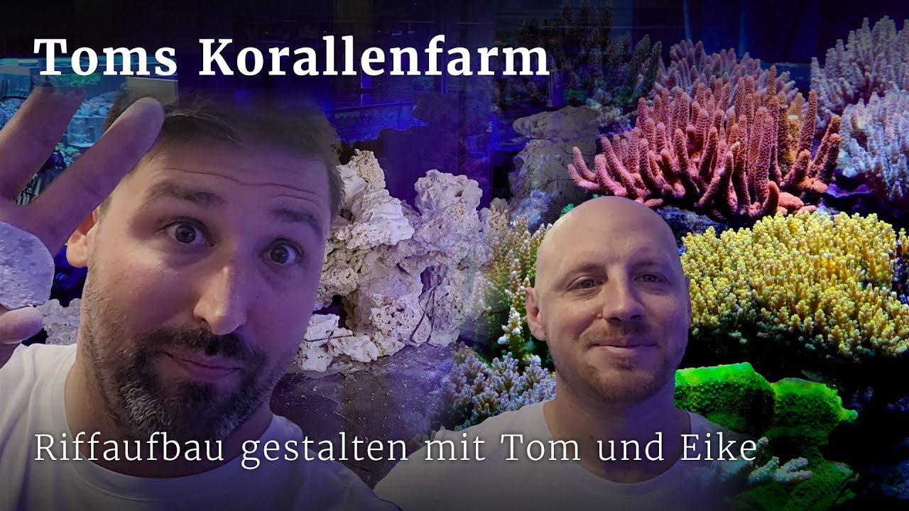 Tom und Eike erklären, wie man einen Riffaufbau gestalten sollte
