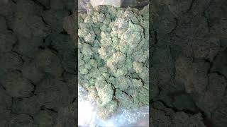 white bubblegum gelato #gelato