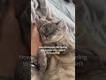 Cute Sleeping Cat Enjoying Owner's Affection