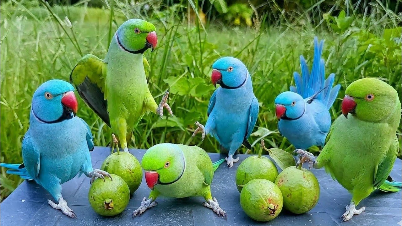 Waw Ameging funny 🤣 parrot|Talking Parrot video|Parrot voice video|Parrot sound 😂#usavidio#petbird 