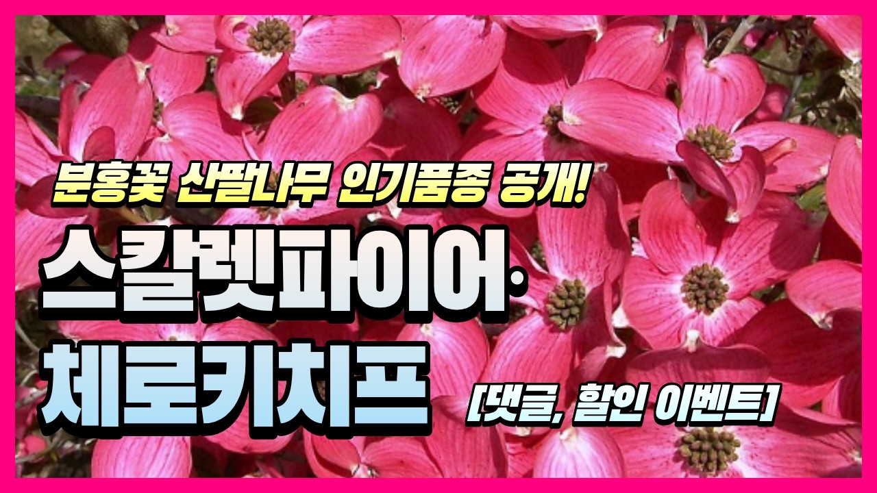 분홍꽃 미산딸나무 인기품종 공개! 스칼렛파이어·체로키치프 (댓글, 할인이벤트)