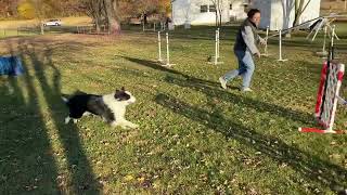 Susan Salo Jumps and Tunnel Grid Full Grid - Grid Bouncing 1