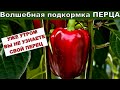 Старинный рецепт. Перец вмиг заплодоносит, пойдёт в рост. Подкормка для перца. Как вырастить перец.