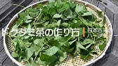 おいしい ドクダミ茶の作り方 Youtube おいしい ドクダミ茶の作り方 Youtube