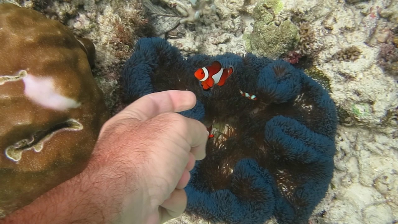 Pesci pagliaccio filippini