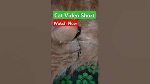 Watch the video about Cat Videos Shorts | Cat Grooming #FunnyCats#CuteCats#CatVideos#ViralCats#CatShorts