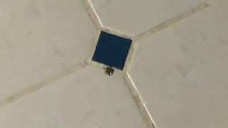 Spider.mp4