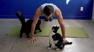 Trying to TEACH exercise around cats