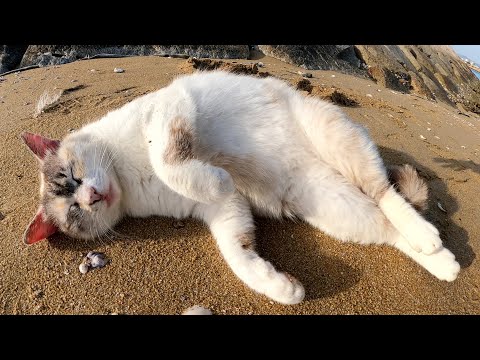 岩の隙間で暮らすシャムミックス猫が砂浜に出てきてゴロゴロする