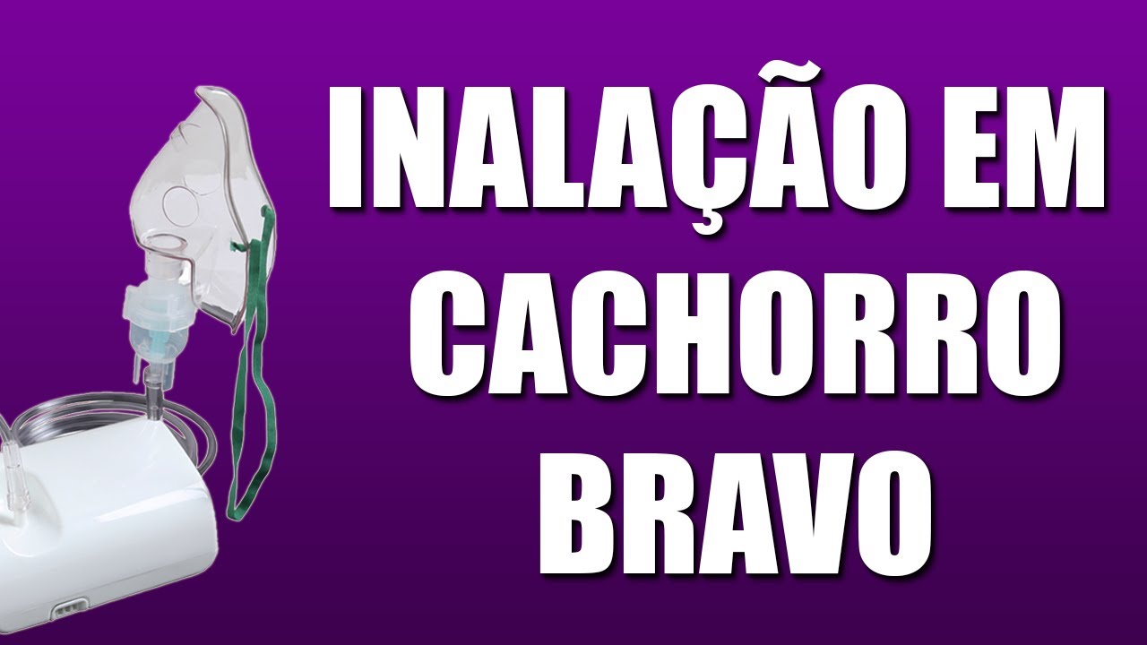Como Fazer Inalação em animais ! (TÉCNICA INFALÍVEL) 😉🐈🐕 - YouTube