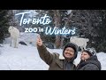 ❄️ Toronto Zoo in Winters | Arctic Wolves Experience 🐺
