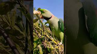 तोते की हरकत 🤩 #parrot  #PetBirds #birds #beautiful