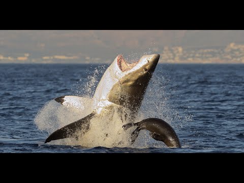 Great White Sharks Leaping Out the Water