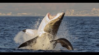Great White Sharks Leaping Out The Water