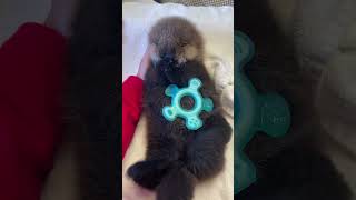 Matted Baby Otter Gets a Second Chance — And SO Fluffy | The Dodo