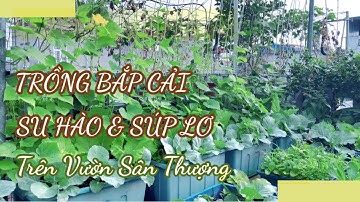 051 TRỒNG BẮP CẢI, SU HÀO, SÚP LƠ trên vườn sân thượng, chia sẻ kinh nghiệm trồng rau hữu cơ @Samily