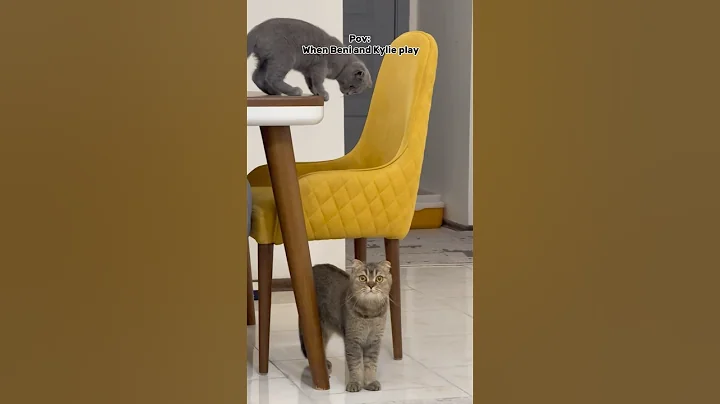 Video 10645061: cat scottish fold british, scottish fold cat kitten, scottish fold cat playing, cat cutecat, cuteness cutecat