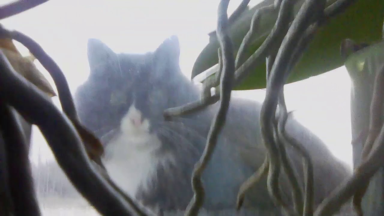 Котенок залез в двигатель