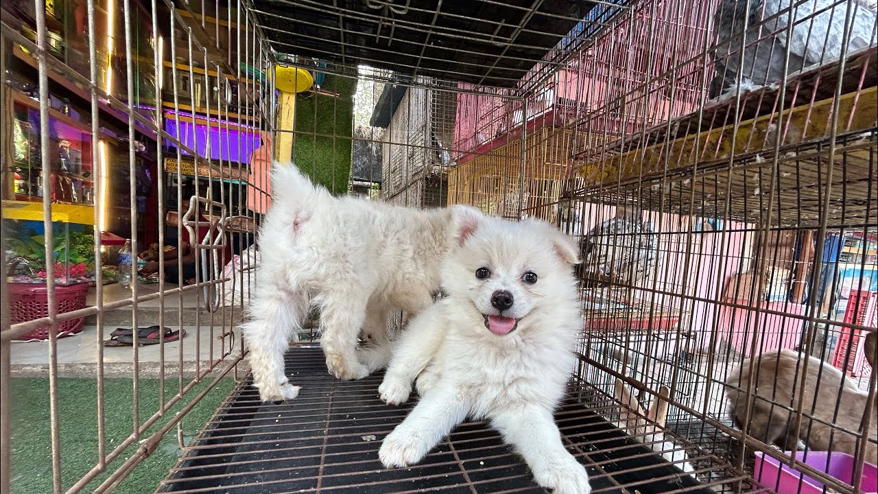 Pet Shop In Kalyan Ajj Amhi Alo Kalyan Wholsale Pet Shop YouTube