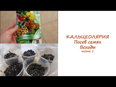 Кальцеолярия. Посев семян. Всходы.//Валентина Земскова
