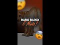 Rabo abaixado: é medo?! 😨 | Adestramento Grátis | Cão Guardião