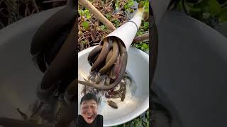 Download Lagu Fishing trap eel #eelfishing #fishing #mancing #fishing #food #mancing MP3