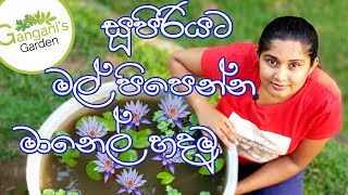 දිනපතා මල් පිපෙන්න මානෙල්, ඔලු මෙහෙම හදන්න - How to perfectly grow water lily in Sinhala