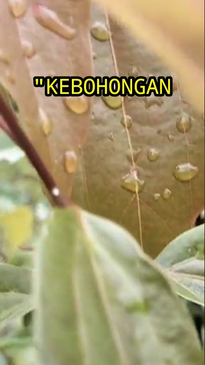 kata kata bijak singkat | kebohongan | #katakatabijak #katakatamutiara #katakatamotivasi
