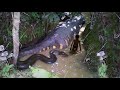 TOP 10 ANIMALES MÁS LETALES DEL AMAZONAS