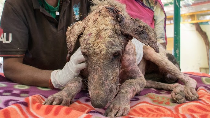 Awe-inspiring recovery of a dog turning to stone from mange. - YouTube