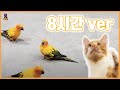 [8시간/중간광고x] 😺고양이가 좋아하는 예쁜 새소리를 고양이에게 들려주세요! 🦜(앵무새)/고양이가 반응하는 앵무새 소리와 화면