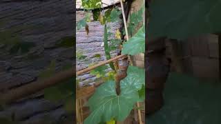 MANFAAT SAYUR PARE. MINI GARDEN AA FAMILY #minigarden #garden #sayurpare #berkebun