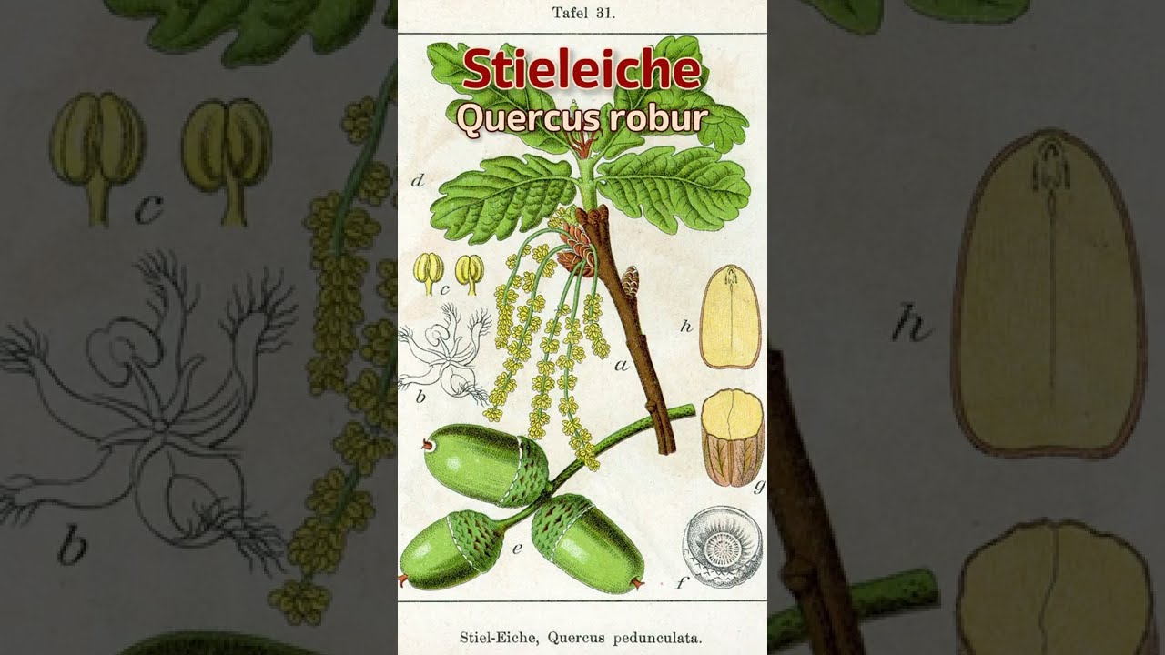 Traubeneiche - Unreife Früchte - 16.07.18 (Quercus petraea) - Baum (Früchte) Bestimmung