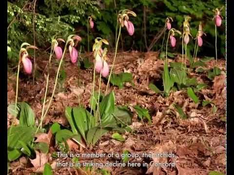 Flowering Times & Climate Change on YouTube