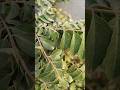 Again it's harvesting time #terracegardenindia #harvestingvegetables #terracegardenindia